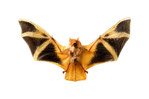 Painted bat