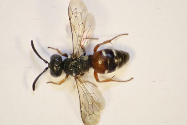 Nysson distinguendus