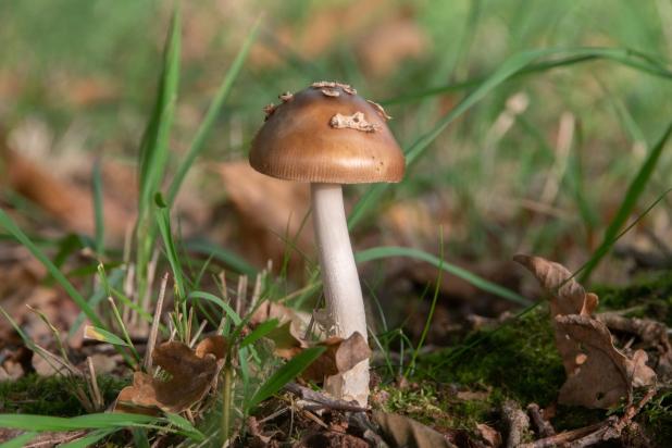 Cursus: Een jaar vol paddenstoelen
