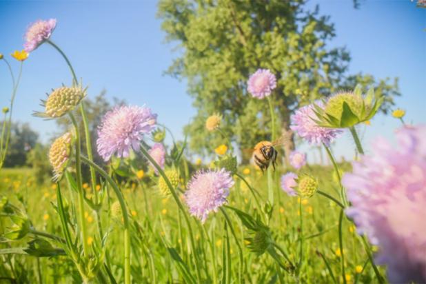 Biodiversiteit 