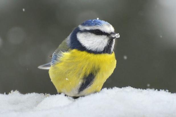 vogels