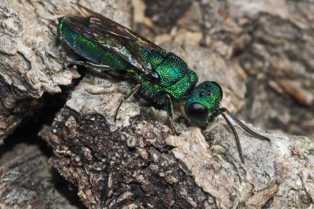 Goudwesp Trichrysis cyanea