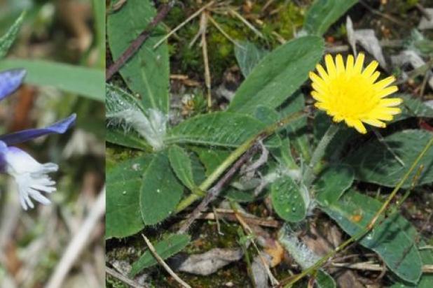 Planten uit heischraal grasland