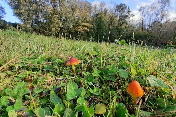 Zwartwordende wasplaat in het Doorekensveld
