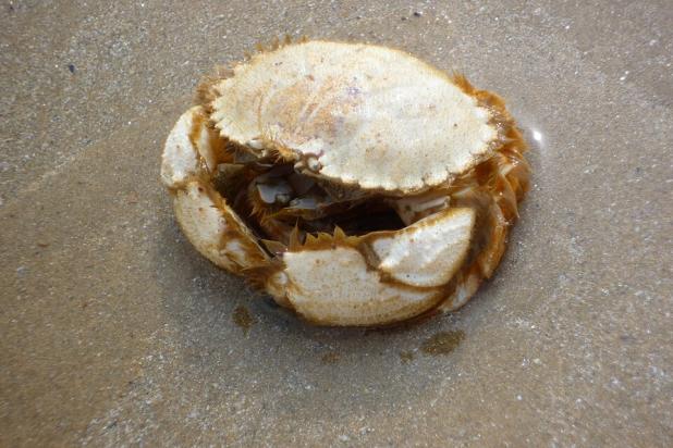 Ovaalronde krab