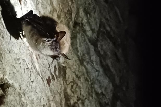 Baardvleermuis in winterslaap