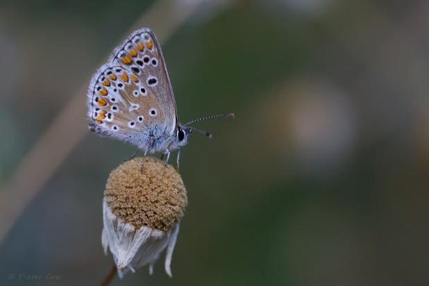 Bruin blauwtje