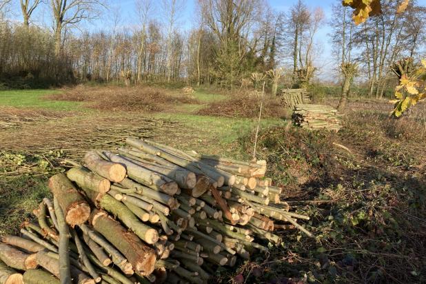 Walbos knotten