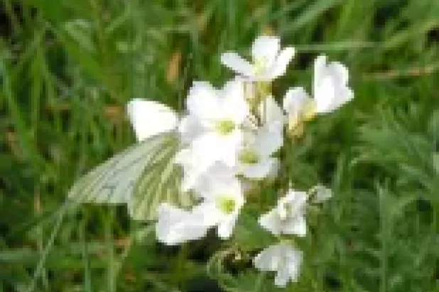 Geaderd Witje