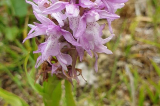 wilde orchidee