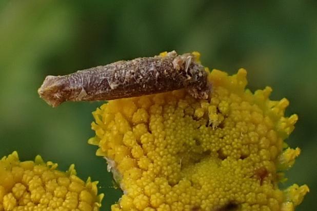 Wormkruidkokermot