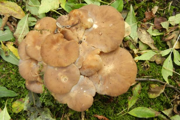 Bruine bundelridderzwam