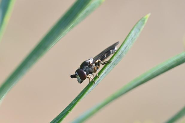Duinheidedwerg