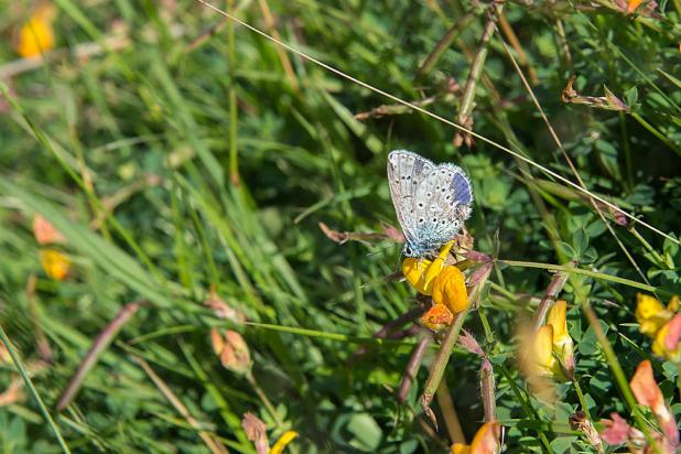 Wandeling Bloemen- Insecten