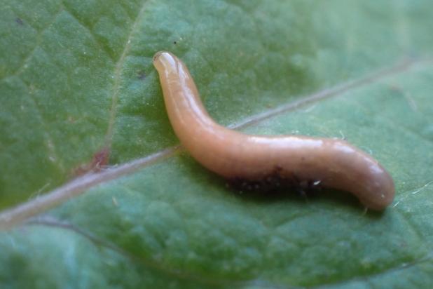 Landsnoerworm