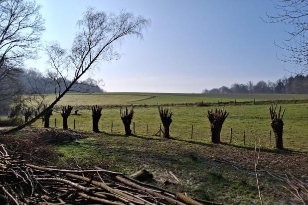 Geknotte wilgen Kwadebeek