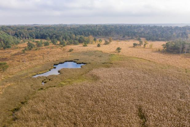 Kalmthoutse Heide