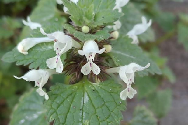 Lamium bifidum
