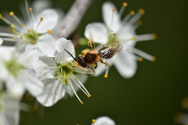 Wilde Bijen - cursus