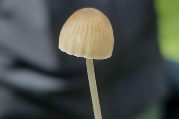 Mycena abramsii