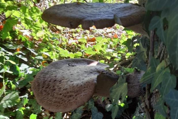 Polyporus squamosus