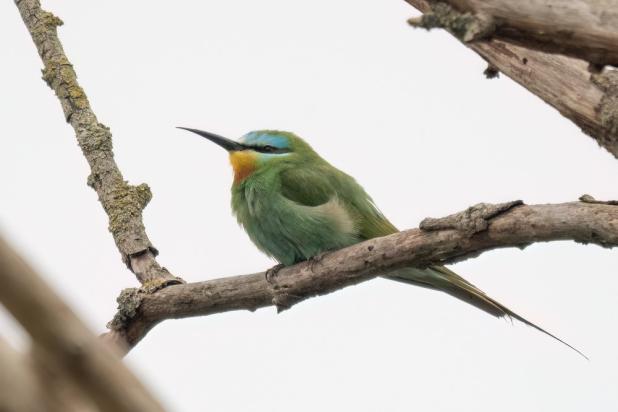 Groene bijeneter