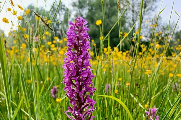 Brede Orchis Snoekengracht