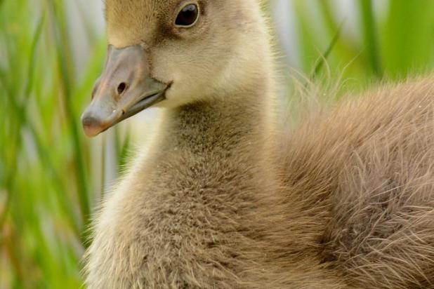 Grauwe gans - waarnemingen.be - Frank Wynen