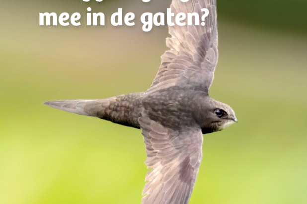 Hou jij de gierzwaluwen mee in de gaten? 