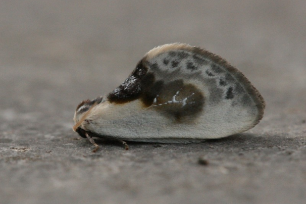 Witte eenstaart