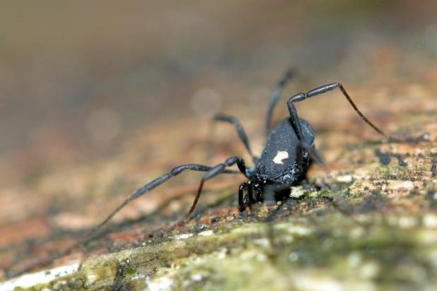 Nemastoma bimaculatum (Fabricius, 1775) © JN