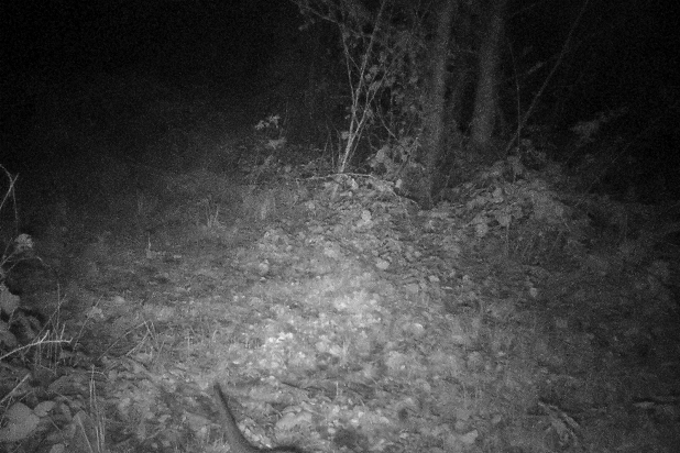 4de waarneming Otter in Niels Broek