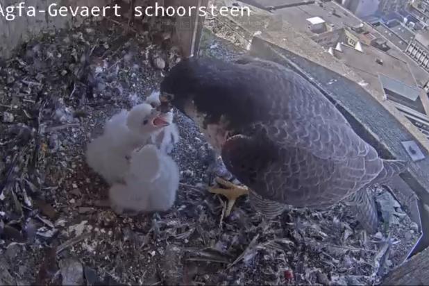 webcams - kijk live binnen bij de slechtvalk