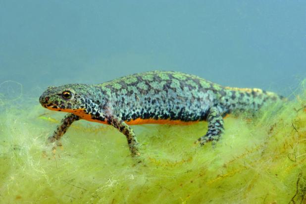 Alpenwatersalamander