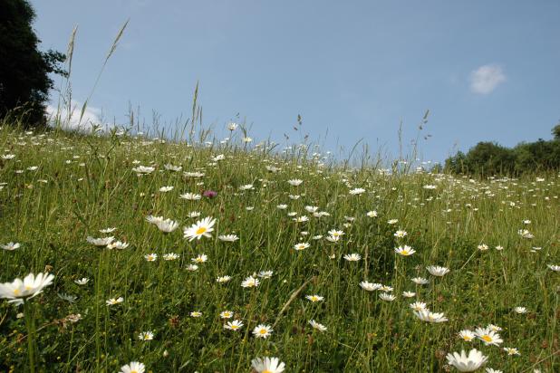 Kom wandelen in Altenbroek
