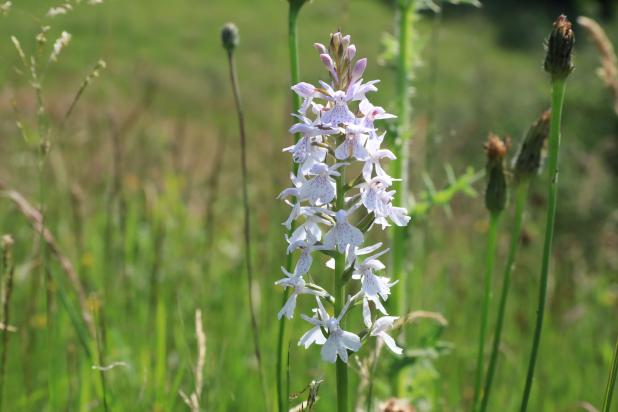 Gevlekte Orchis