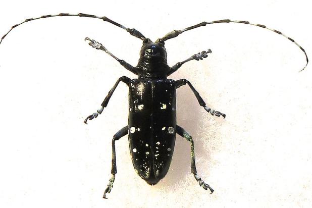 Aziatische loofhoutboktor