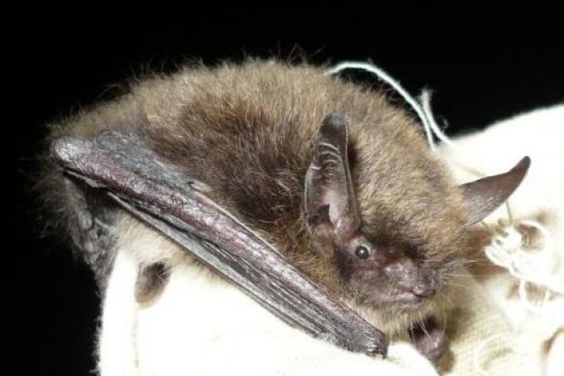Baardvleermuis