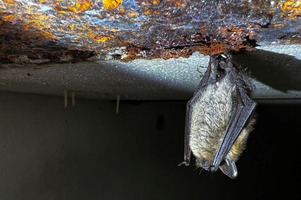 Baardvleermuis in winterslaap in fort Haasdonk 