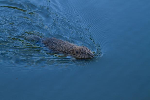 Bever