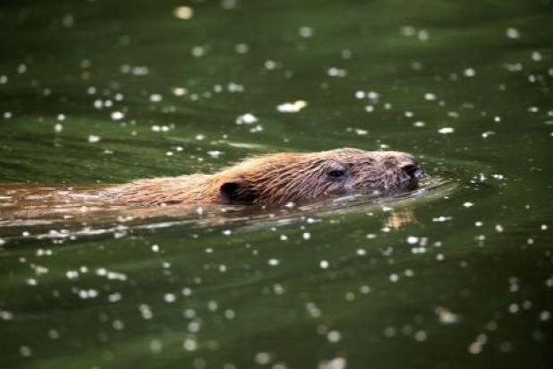 Bever