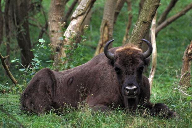 Wisent