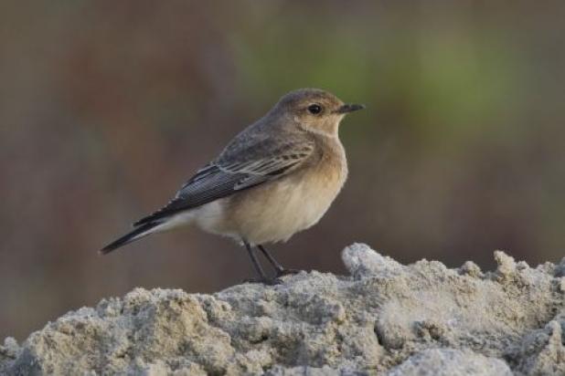  Bonte Tapuit (Oenanthe pleschanka)