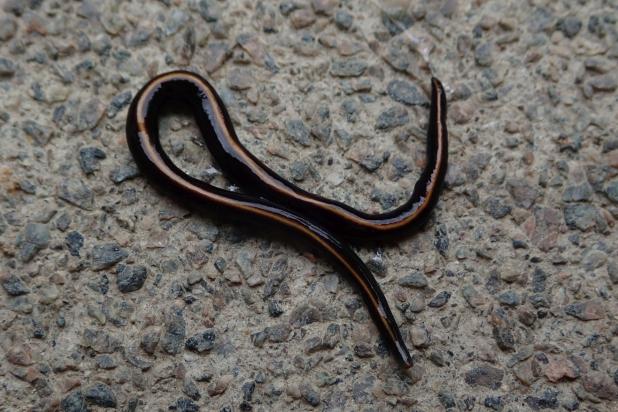 Coenaplana platworm