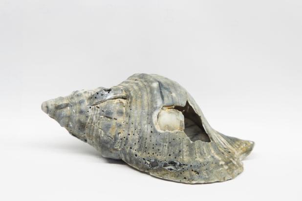 Charonia lampas