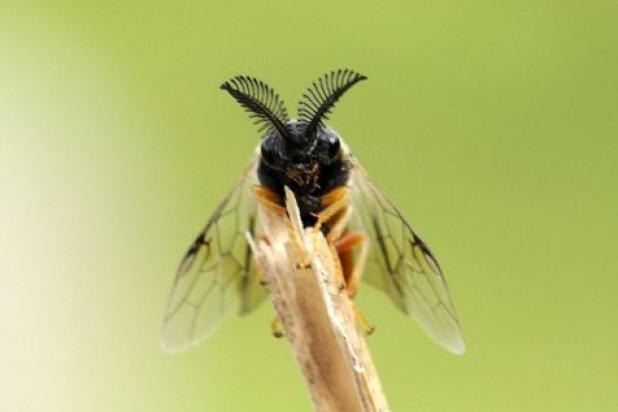 Dennenbladwespen (Diprionidae)