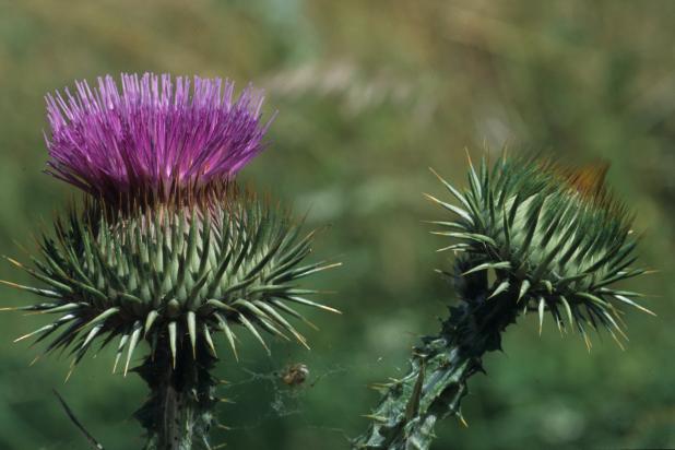 Distel