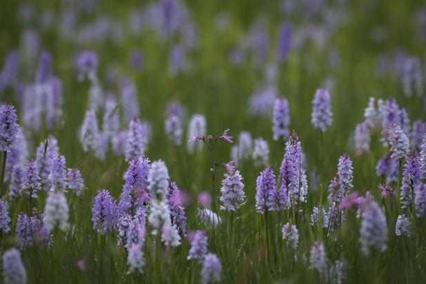 Blauwgrasland met gevlekte orchis in De Dommelvallei