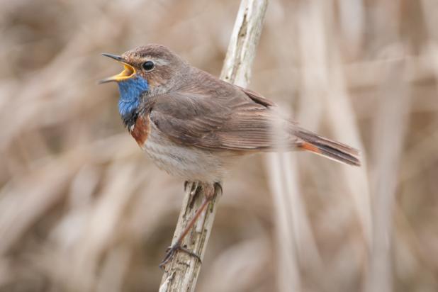 Blauwborst zingt