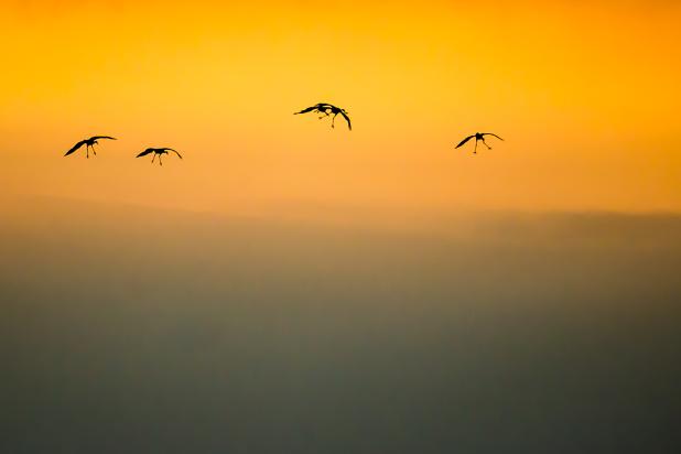 Kraanvogels